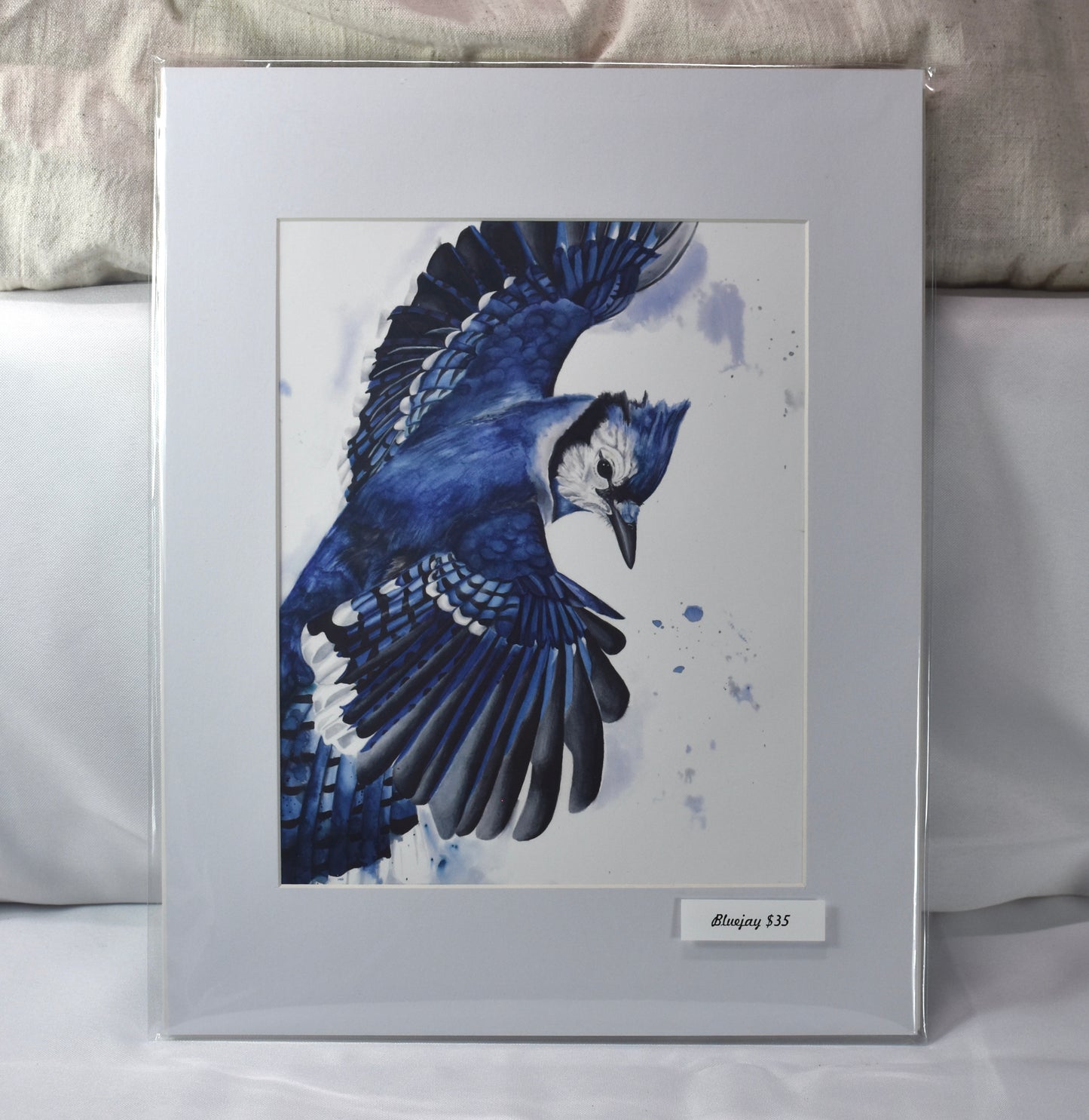 Small Bluejay