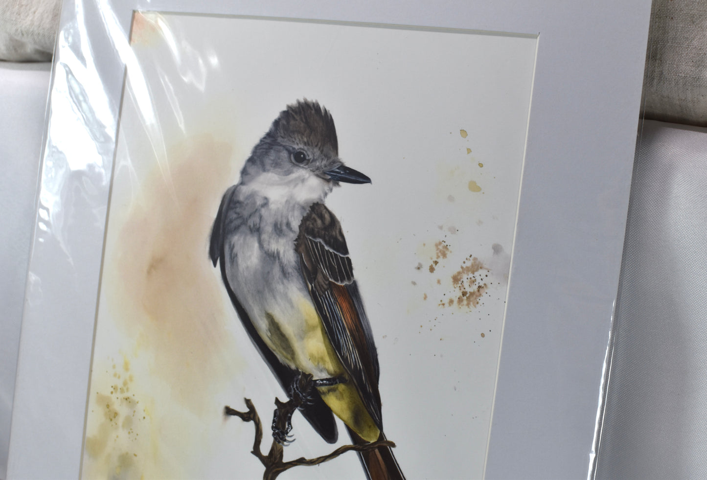 Small Ash=throated Flycatcher