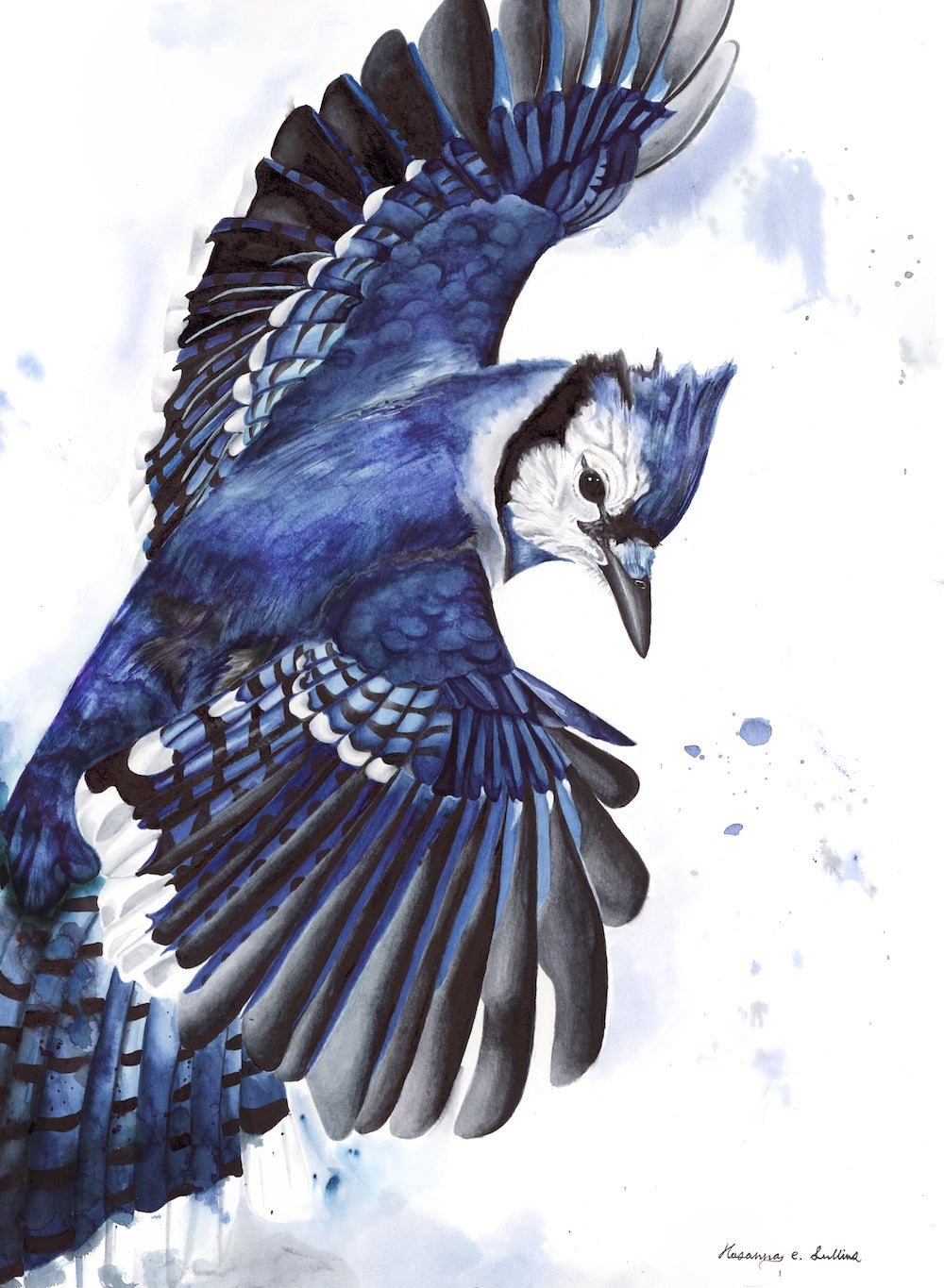 Melany: Female Bluejay: Wingdance Series