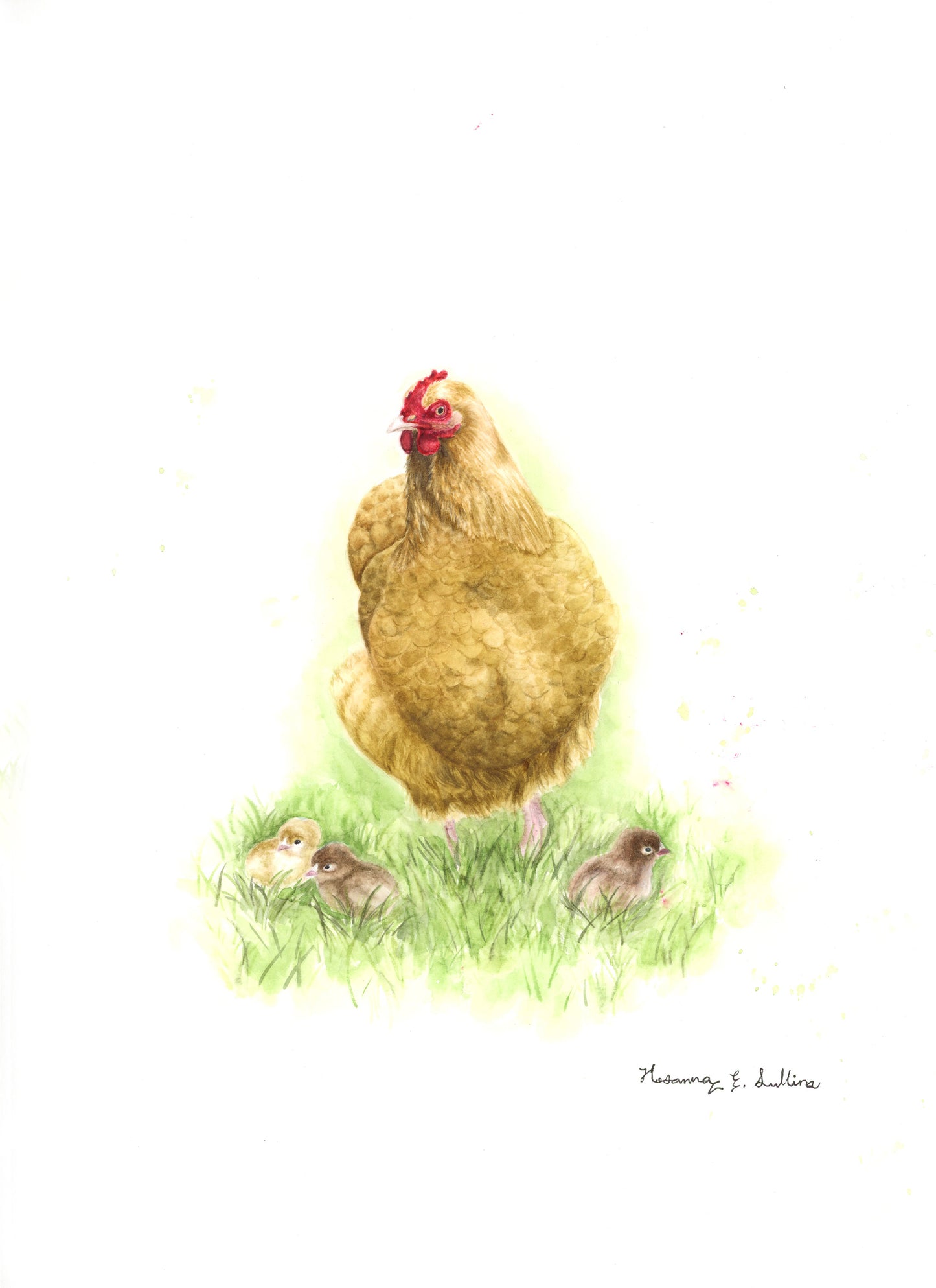 Buff Orpington hen and chicks