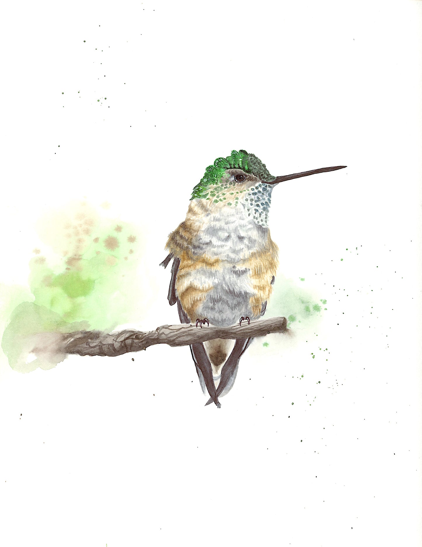 Broad-Tailed Hummingbird (Female)