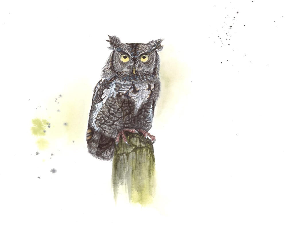 Eastern Screech Owl