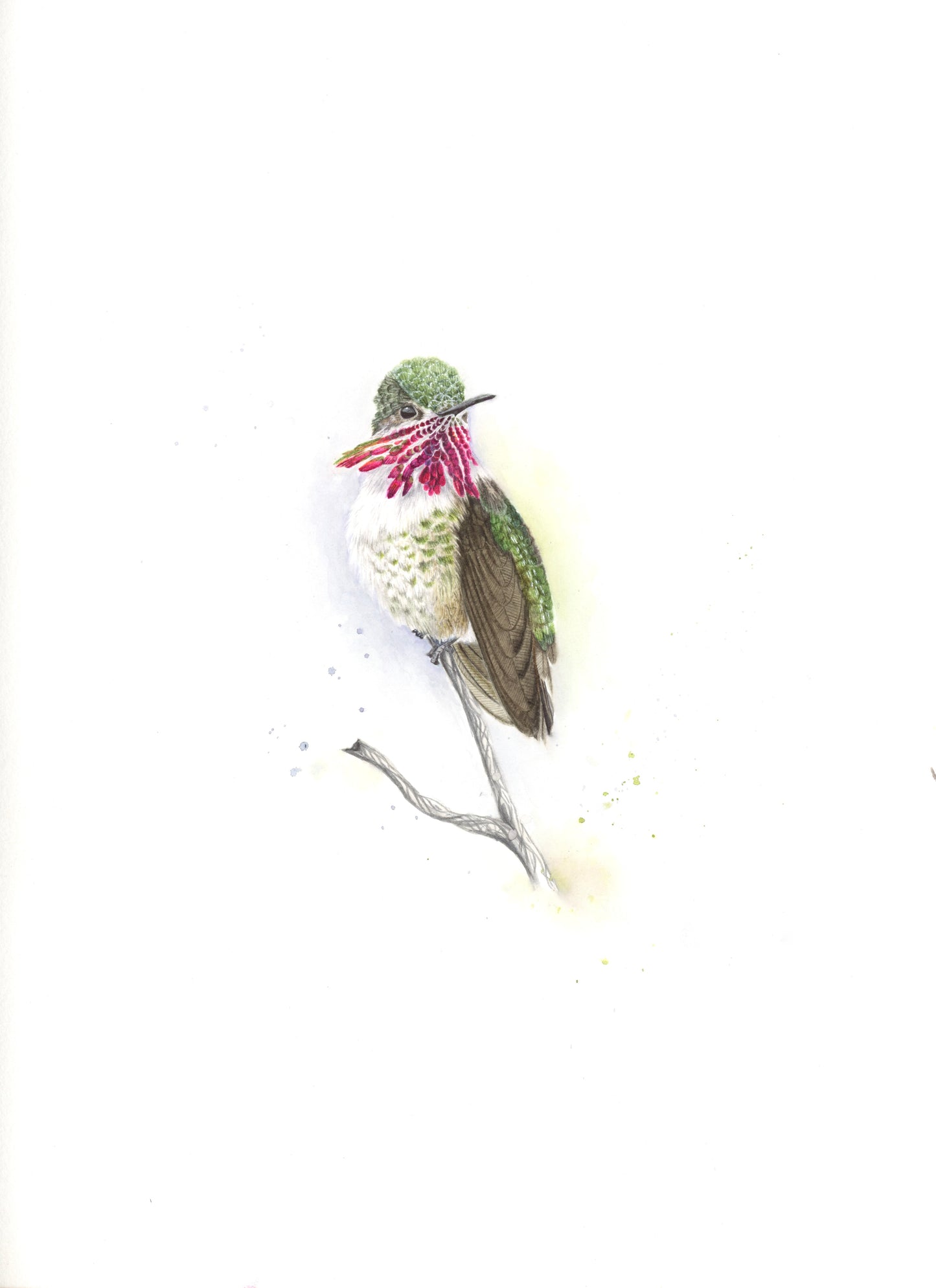 Oliver: Male Calliope Hummingbird: Rainbow Wings Series