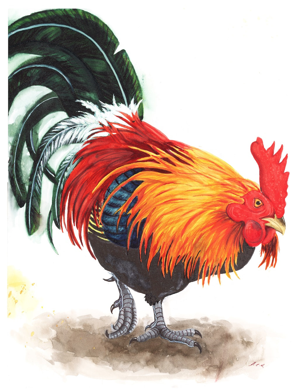 Junglefowl (Male)