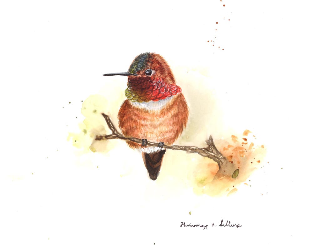 Rainbow Hummingbird Series