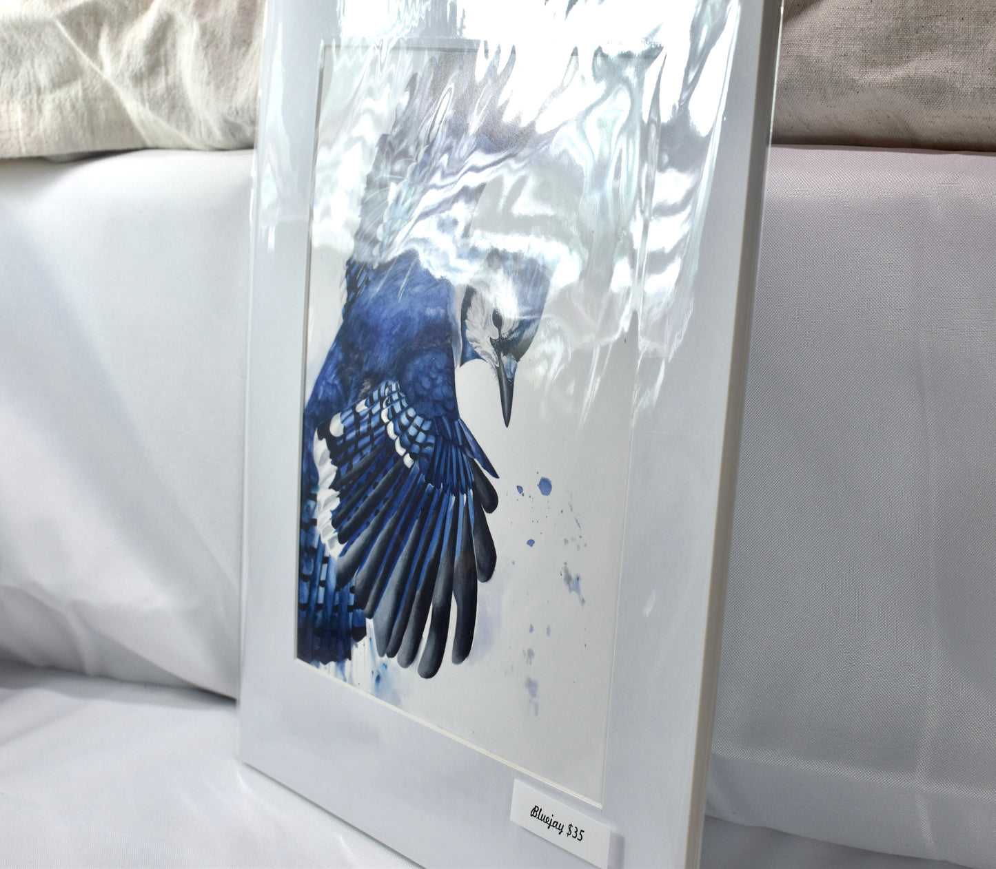 Small Bluejay