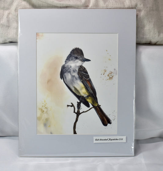Small Ash=throated Flycatcher