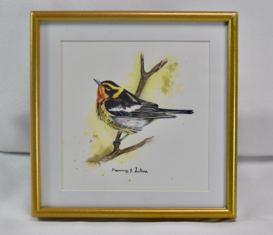 4x4 Blackburnian Warbler Frame