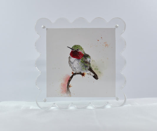 5x5 Acrylic Broad-Tailed Hummingbird Frame