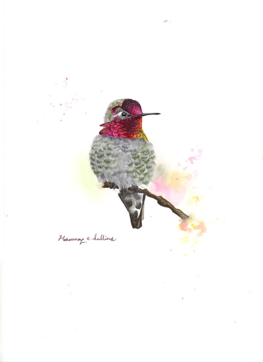 Anna's Hummingbird (Male)