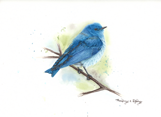 Mountain Bluebird (Male)
