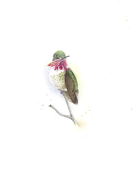 Oliver: Male Calliope Hummingbird: Jewelthroat Series