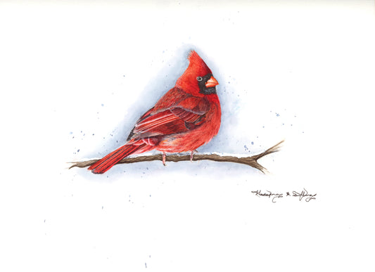 Raphael: Male Cardinal: Blue Winter Series