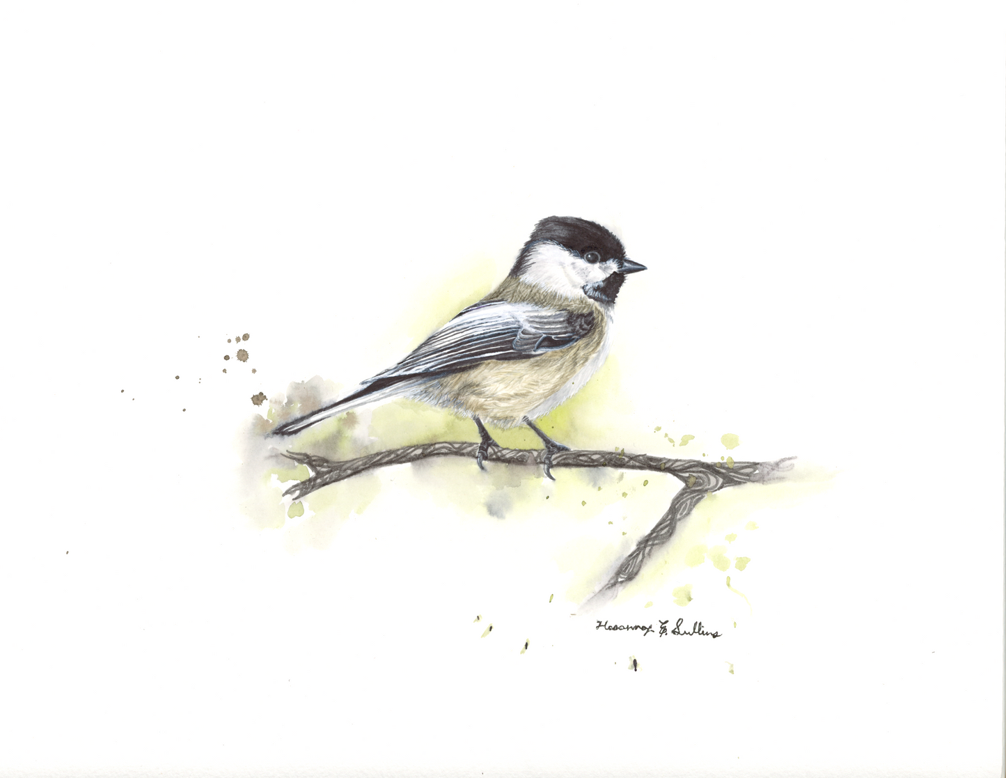 Black-Capped Chickadee