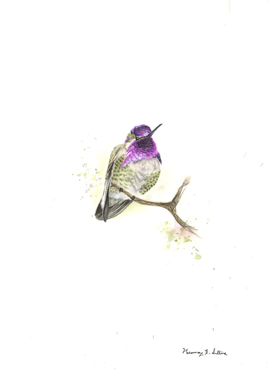 Costa's Hummingbird