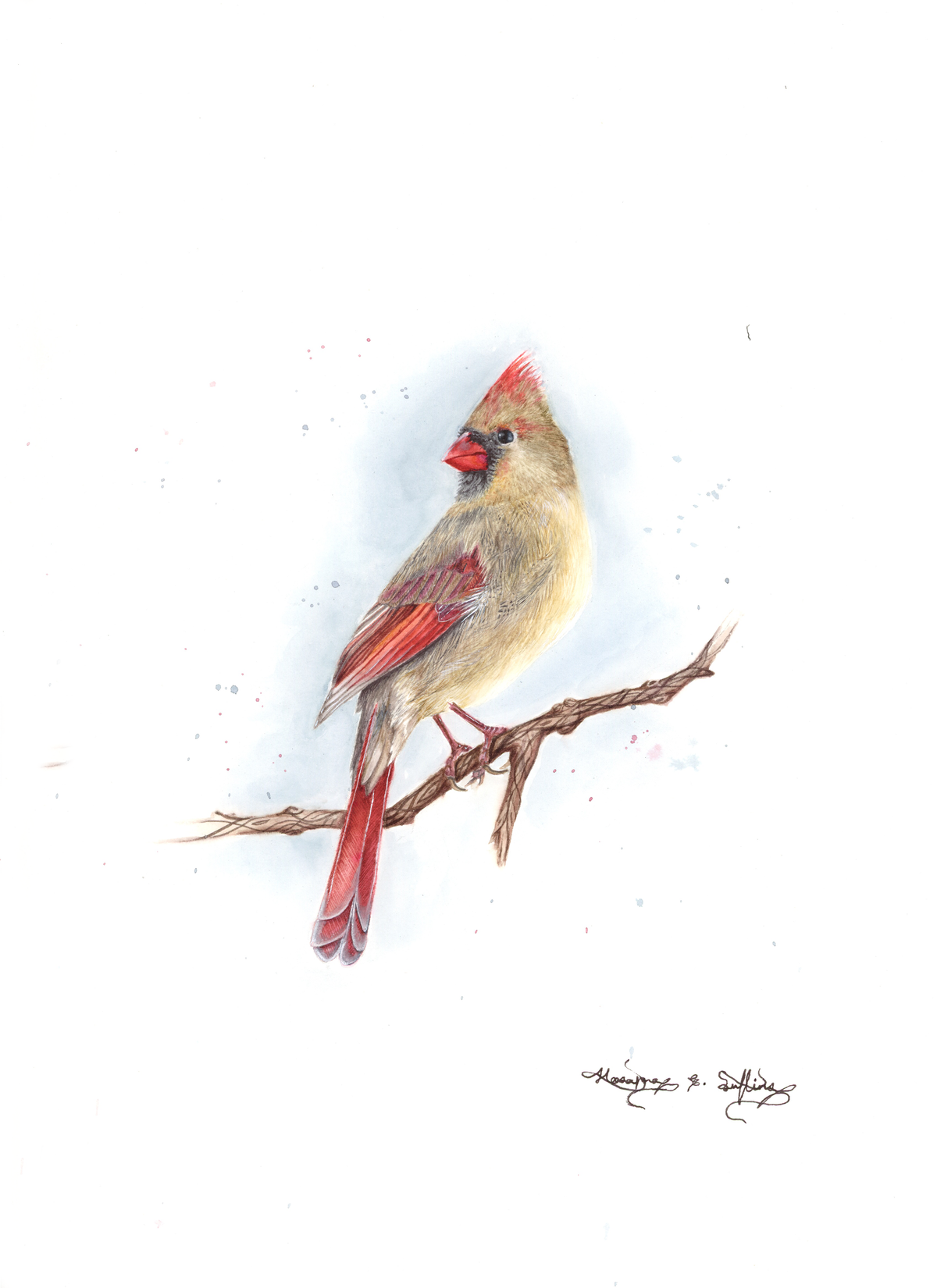 Celine: Female Cardinal: Blue Winter Series