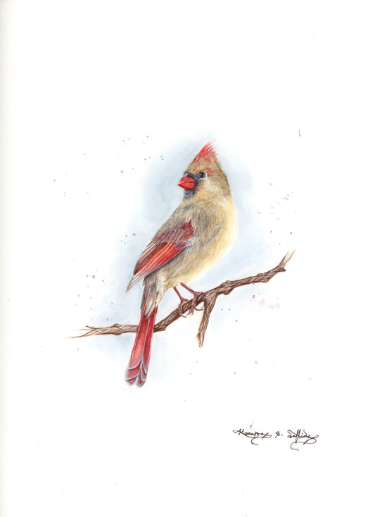 Celine: Female Cardinal: Blue Winter Series