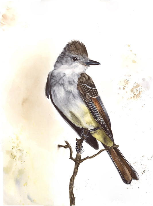 Ash-Throated Flycatcher (Female)