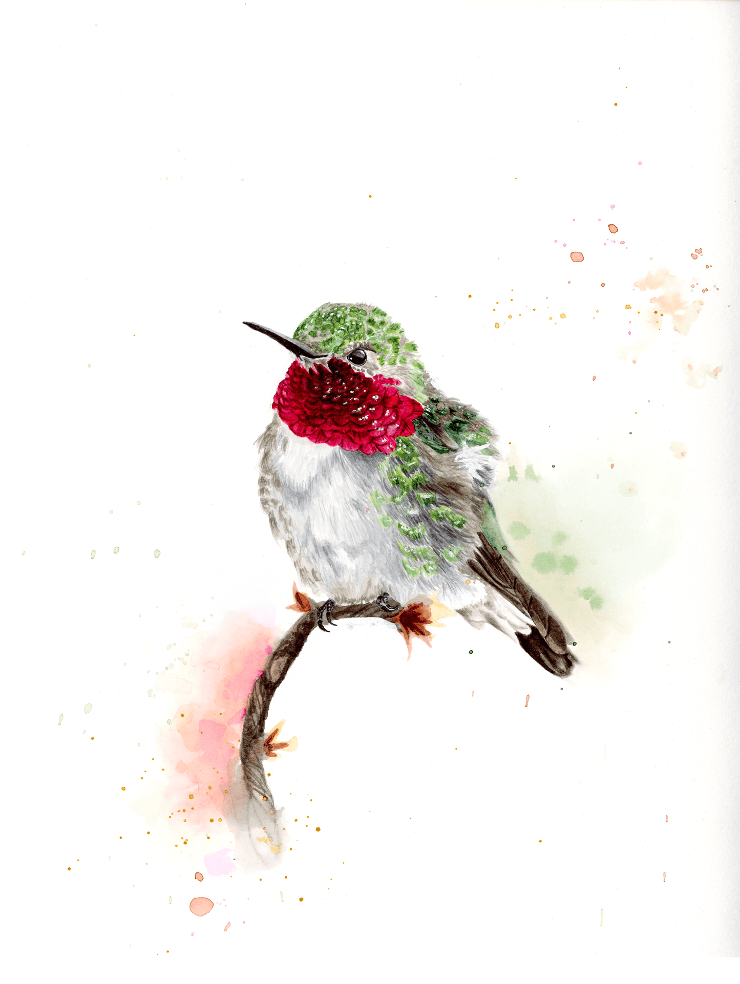 Broad-Tailed Hummingbird (Male)
