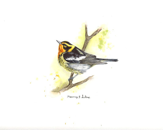 Blackburnian Warbler