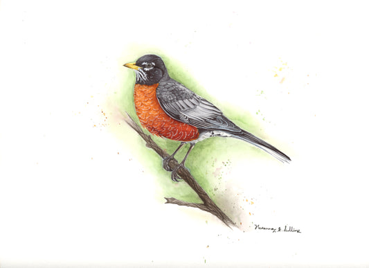 American Robin (Male)