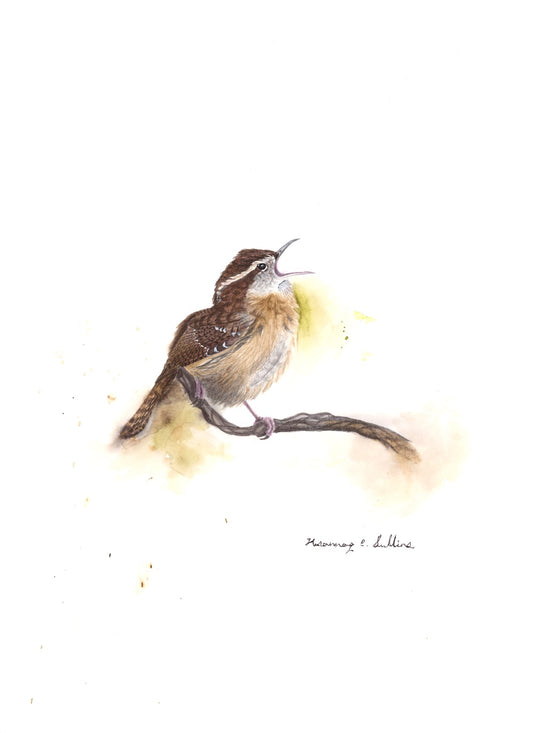 Carolina Wren